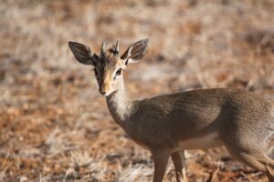 Dik Dik 4