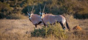 Gemsbok 1