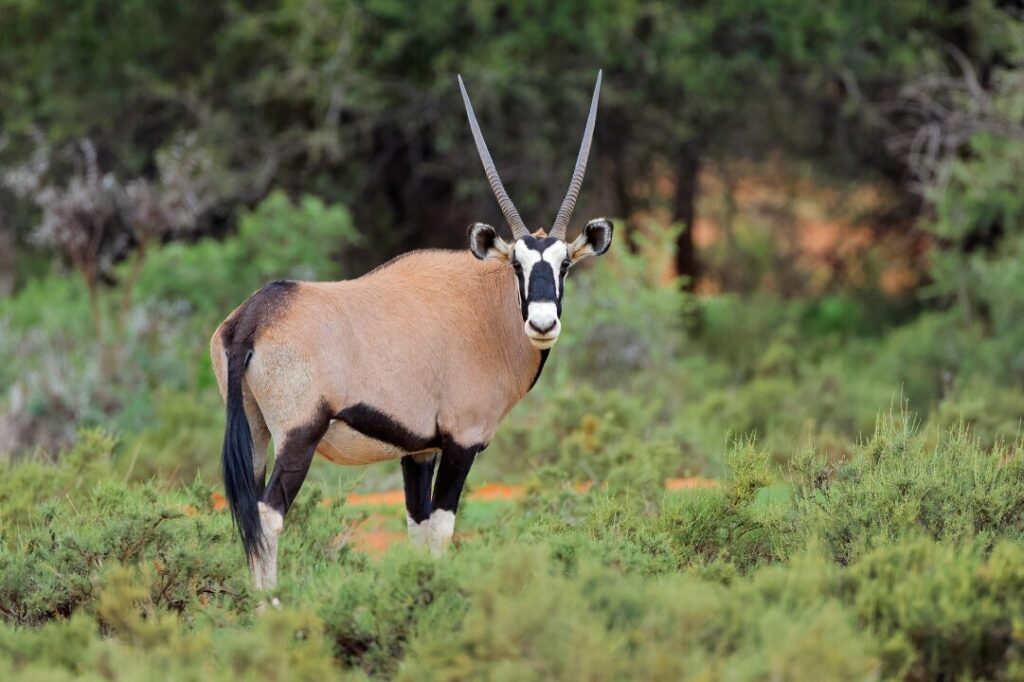 Gemsbok antelope in natural habitat, South Africa