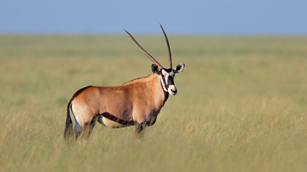 Gemsbok antelope standing in open grassland, South Africa