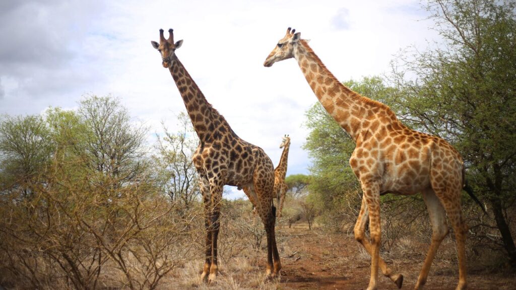 Giraffe Family