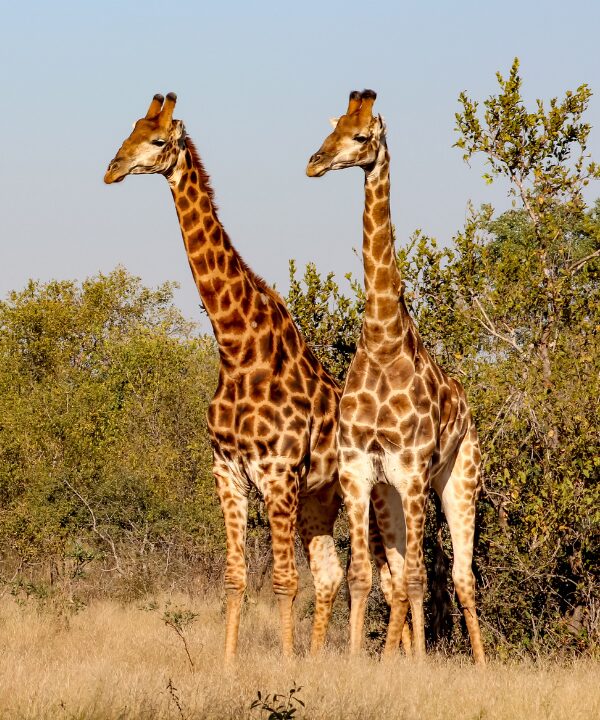 Giraffe in Sabi Sand Game Reserve, South Africa