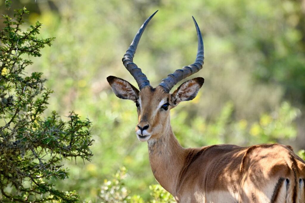 Graceful Impala in South Africa's Wilderness
