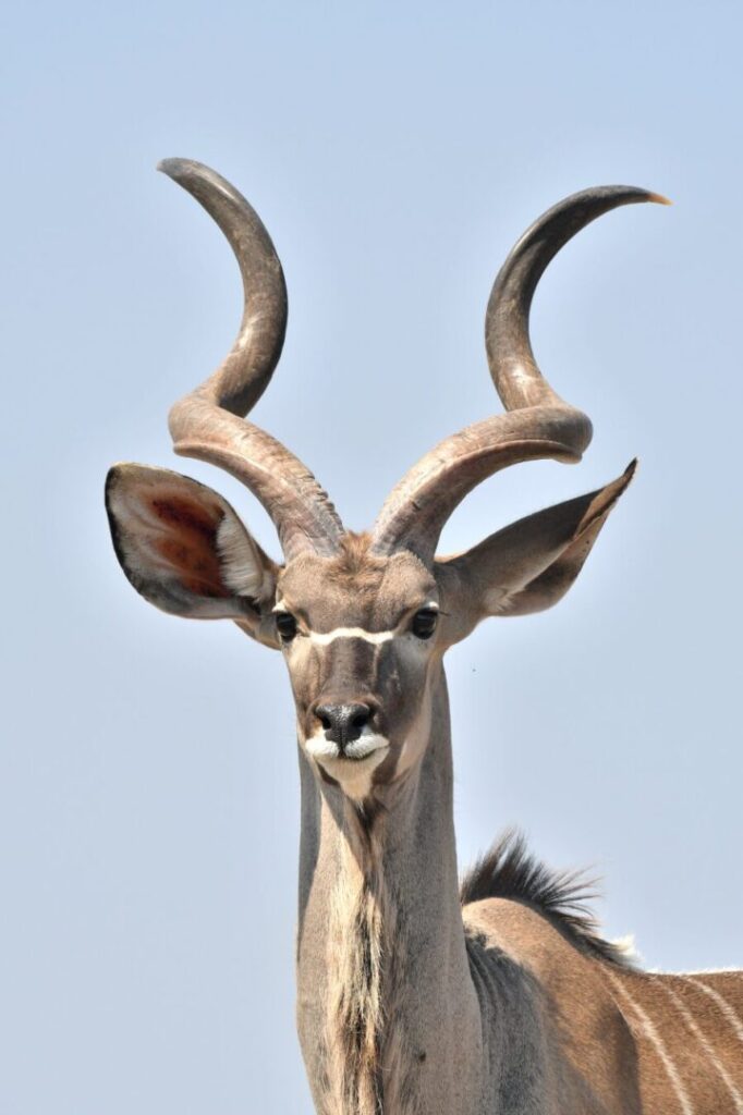 Greater Kudu 1