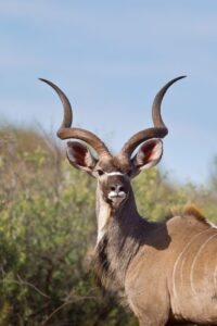 Greater Kudu 2
