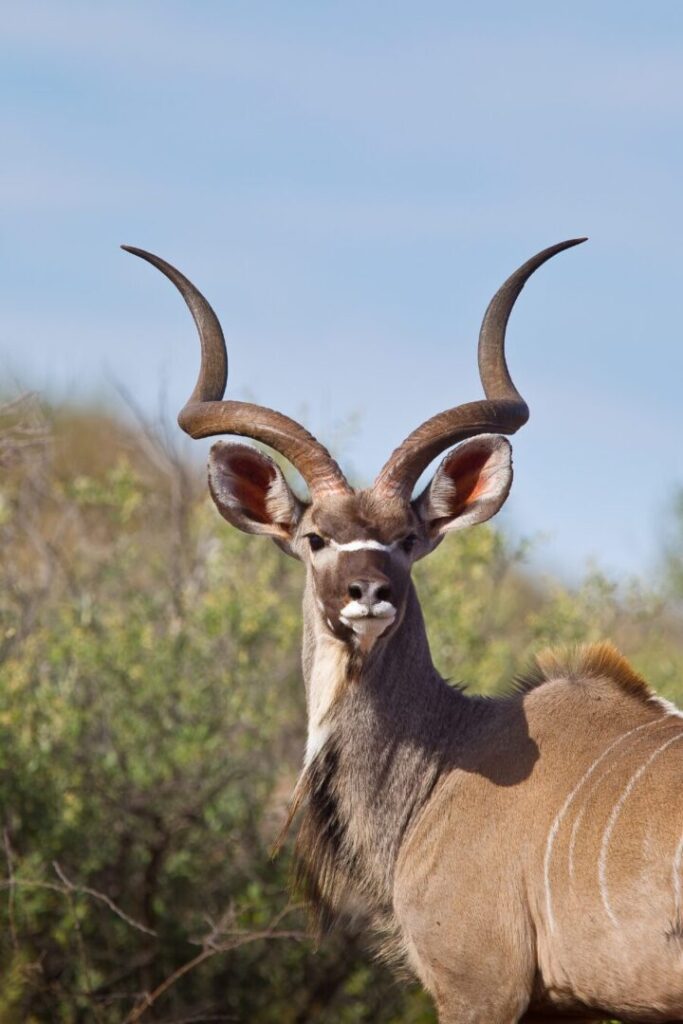 Greater Kudu 2