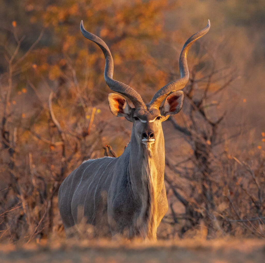 Greater Kudu 3