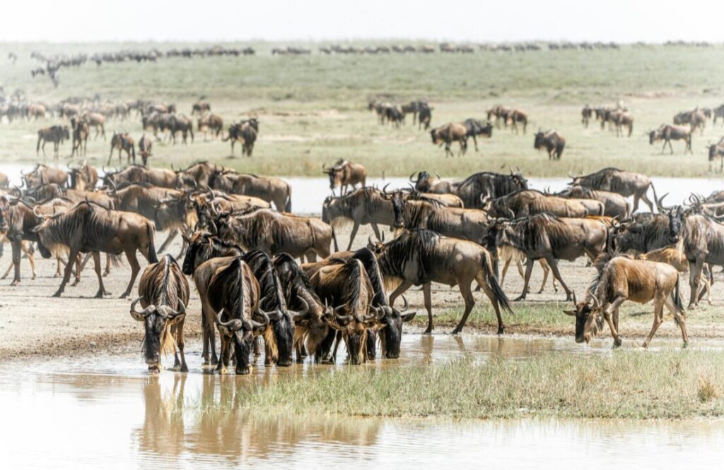 Herd of Blue Wildebeest at a Waterhole in the Savannah
