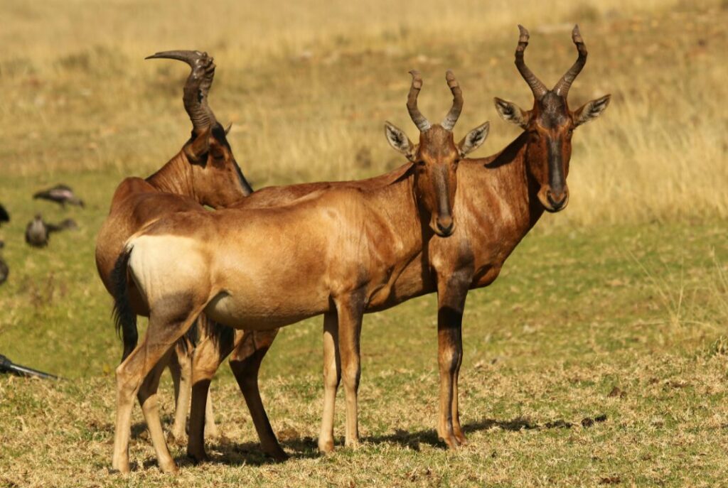 Herd of Red Hartebeest in African Savannah
