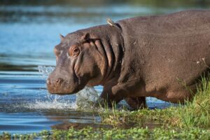 Hippo (Hippopotamus amphibius) South Africa