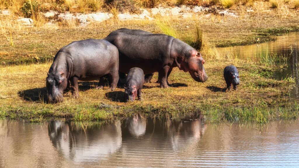 Hippopotamus in Africa