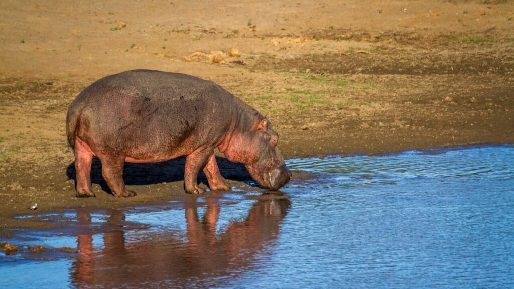 Hippopotamus in Kruger National park, South Africa