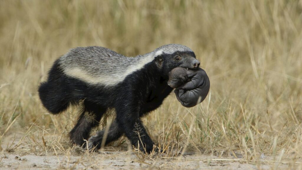 Honey Badger with Cub in Kgalagadi Grasslands