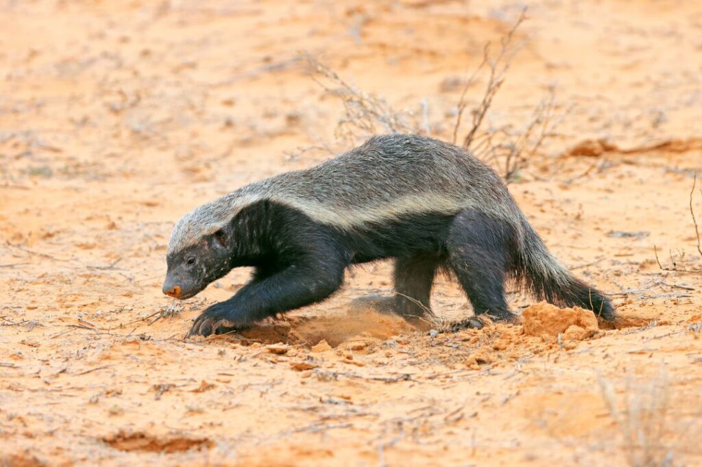 Honey badger in natural habitat, Kalahari desert, South Africa