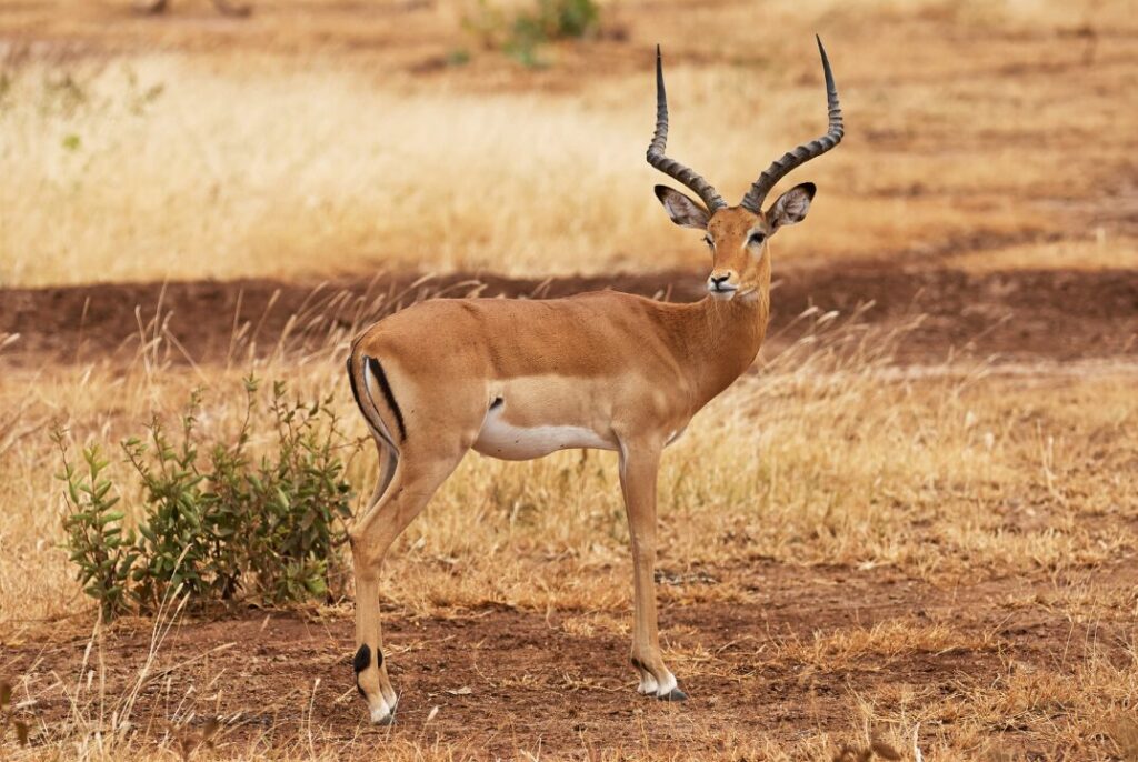 Impala 1