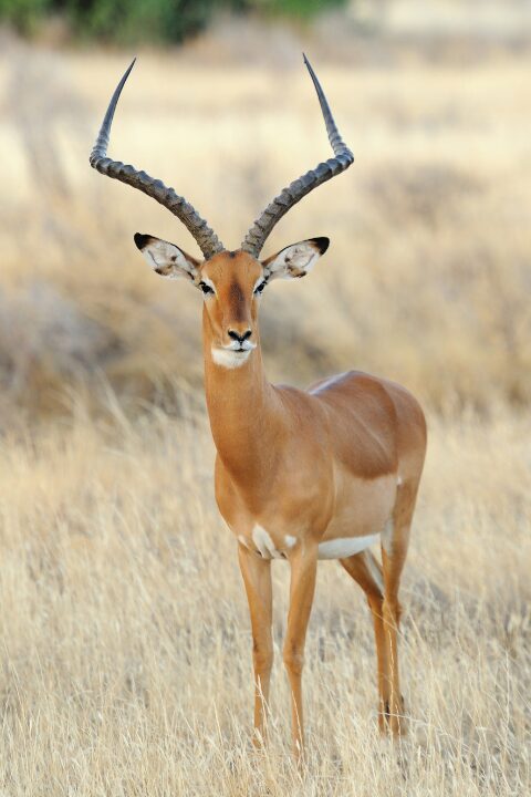 Impala 2