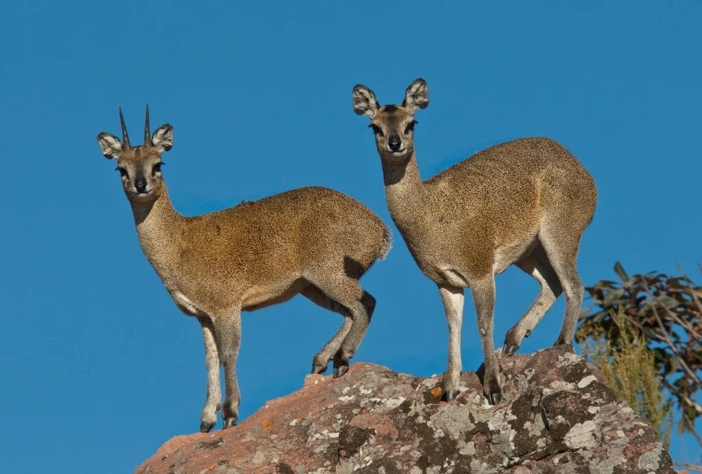 Klipspringer 1
