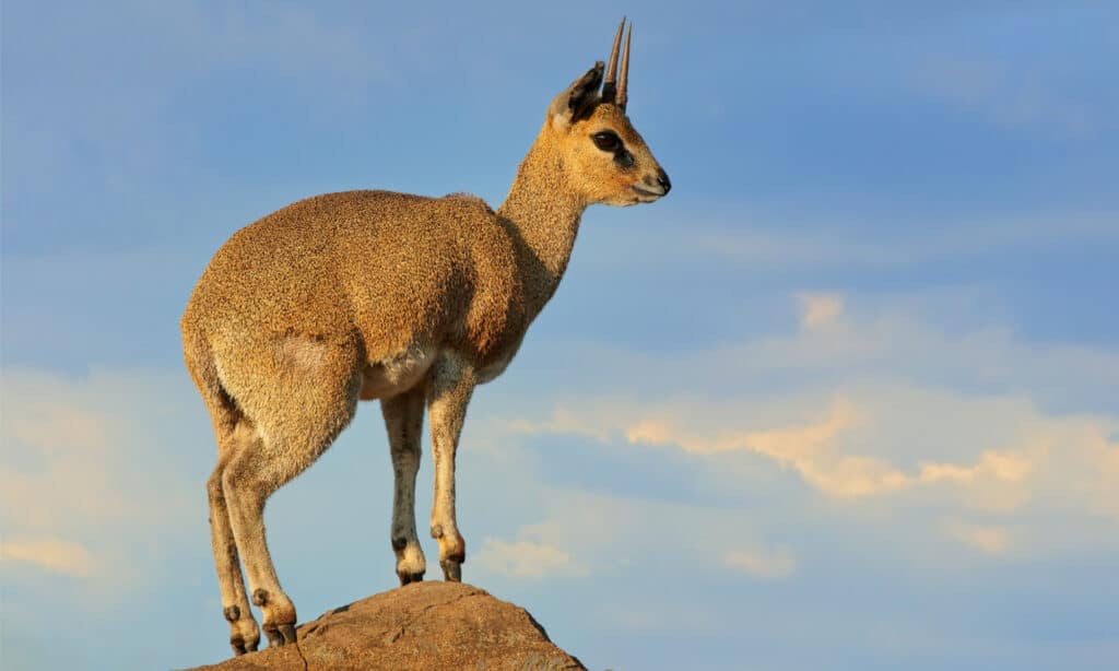 Klipspringer 2