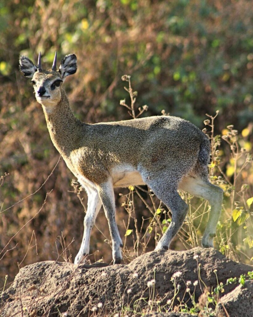 Klipspringer Antelope in Natural Habitat
