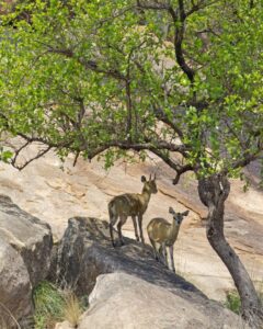 Klipspringer Pair