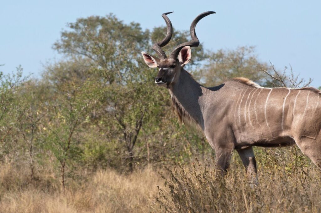 Kudu Antelope in South Africa