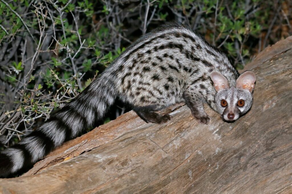 Large Spotted Genet 1