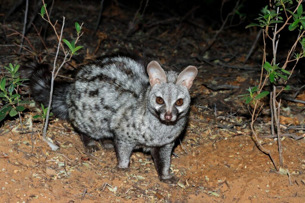 Large Spotted Genet 2