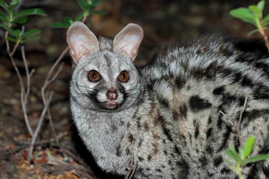 Large Spotted Genet 3