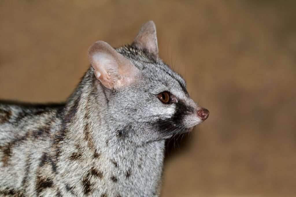 Large Spotted Genet 4
