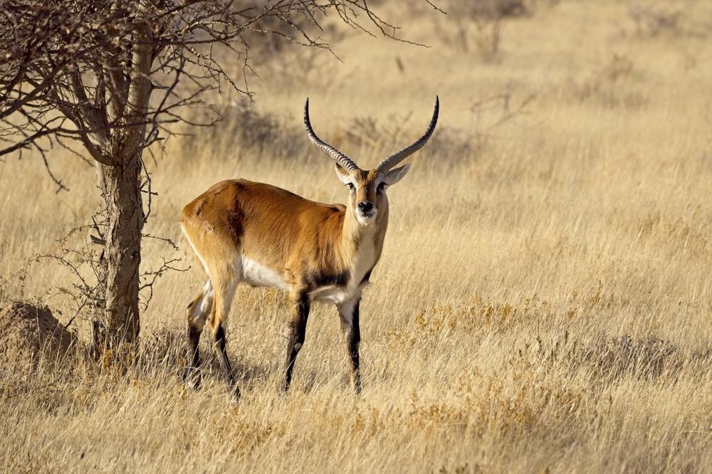 Lechwe 1