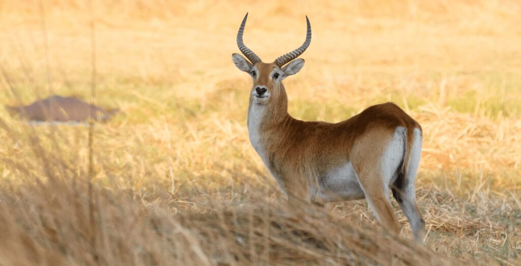 Lechwe 2