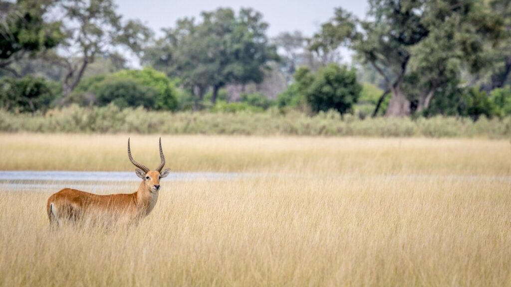 Lechwe starring at the camera