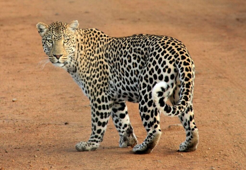 Leopard Walking on Dry Land