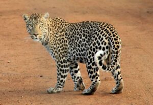 Leopard Walking on Dry Land