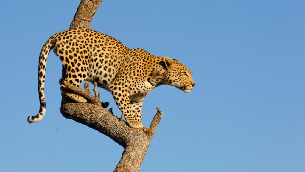 Leopard in tree, South Africa