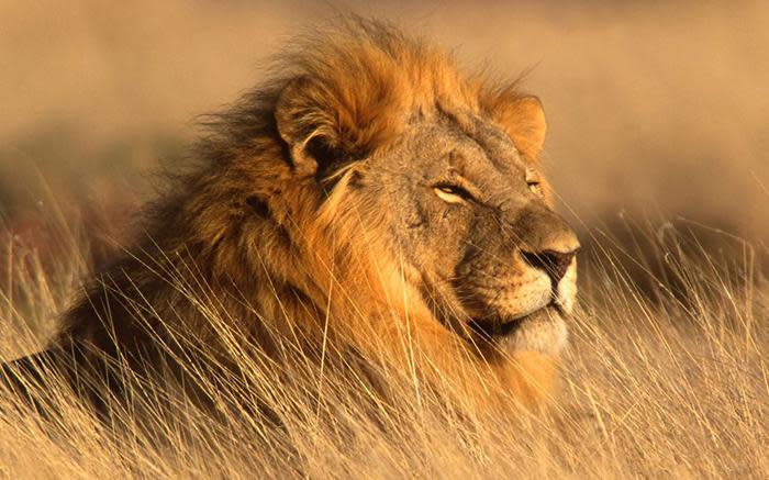 Lion Leeu 1