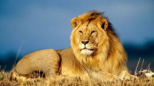 Lion Leeu 2