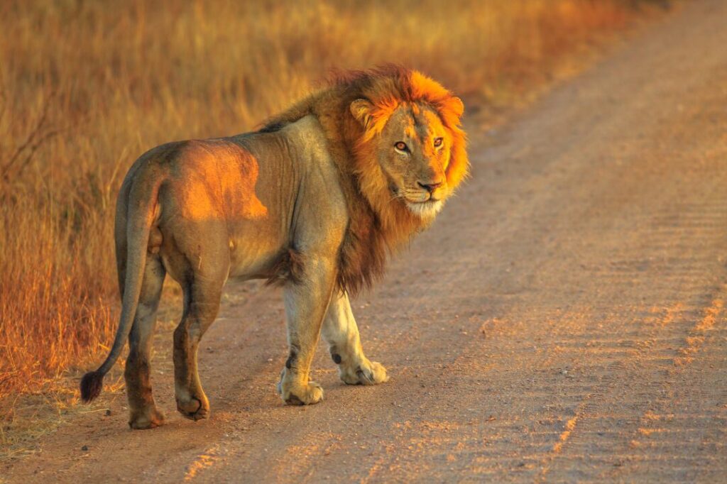 Lion Leeu 3