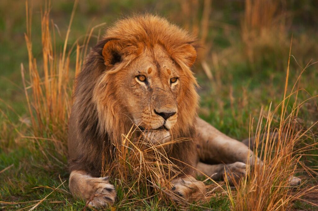 Lion Leeu 4