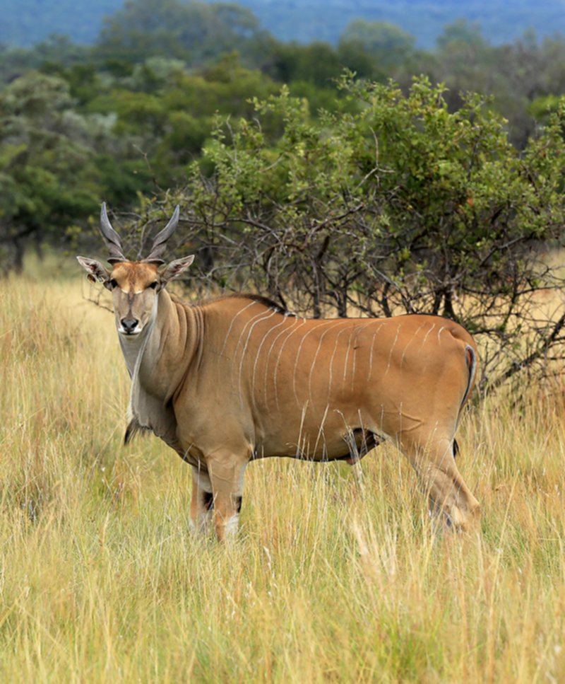 Livingstone’s Eland 1