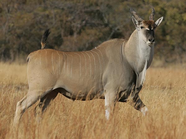 Livingstone’s Eland 2