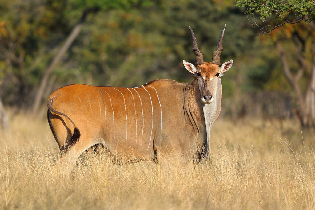 Livingstone’s Eland 3