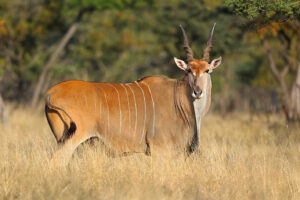 Livingstone’s Eland 3