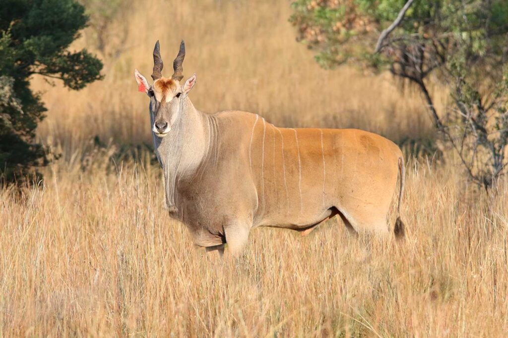 Livingstone’s Eland 4
