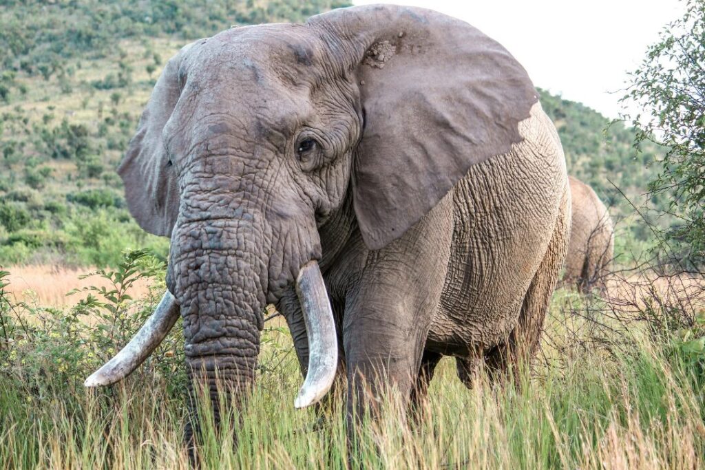 Majestic African Elephant in Natural Habitat