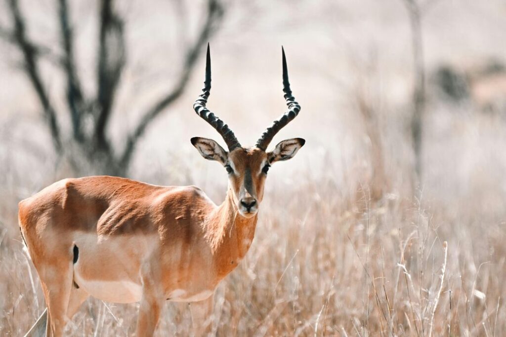 Majestic Impala in Grasslands Safari Scene