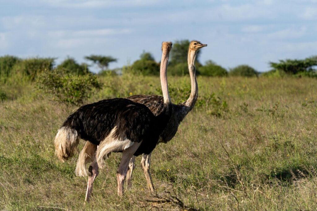 Majestic Ostriches in Nairobi's Grasslands