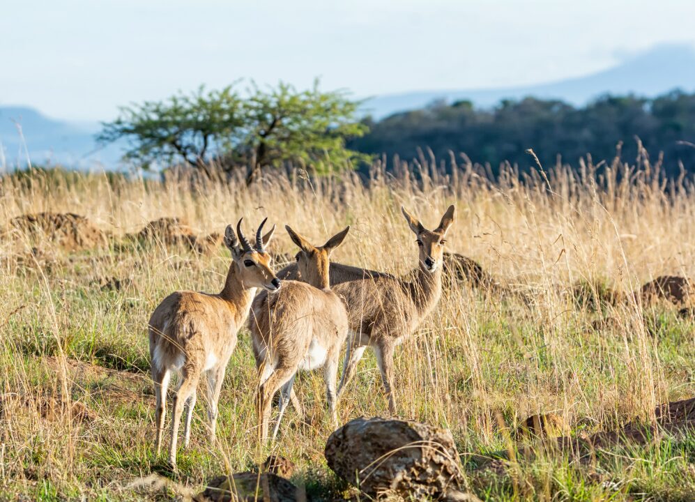 Mountain Reedbuck