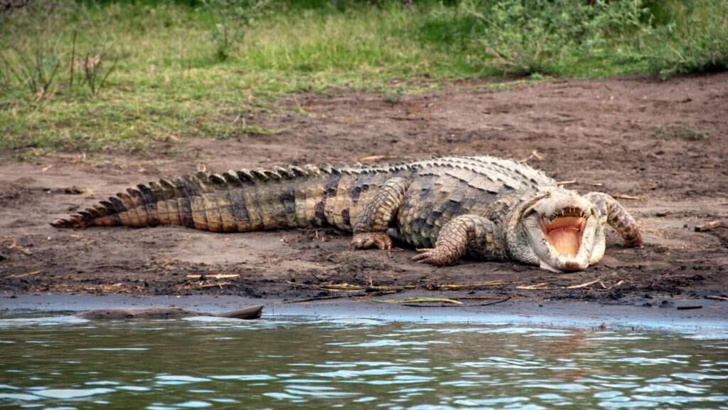 Nile crocodile 1