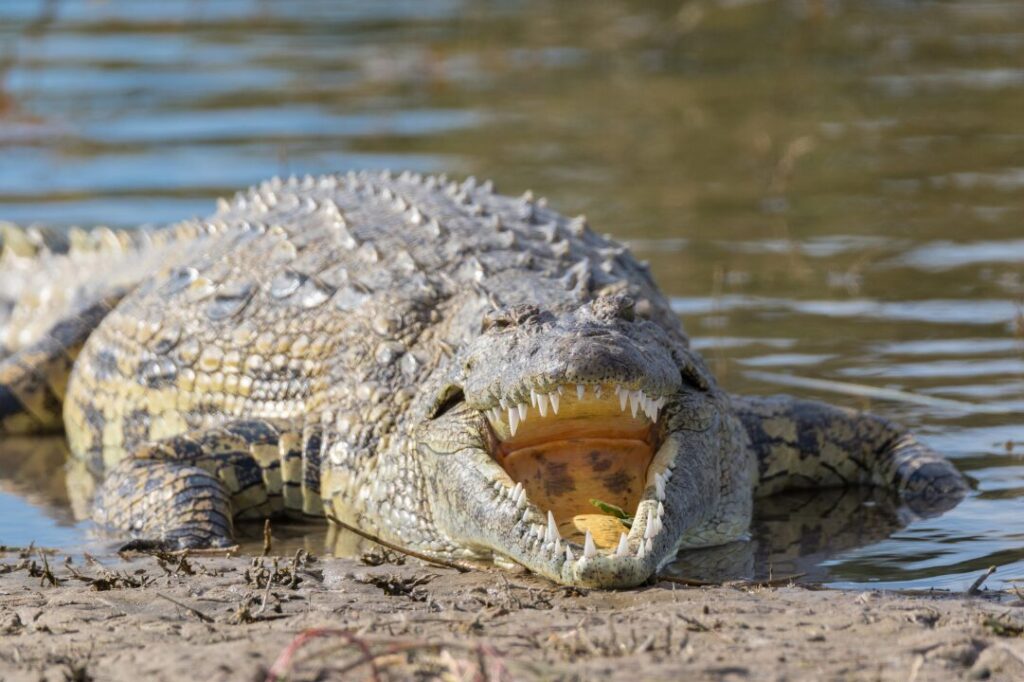 Nile crocodile 2